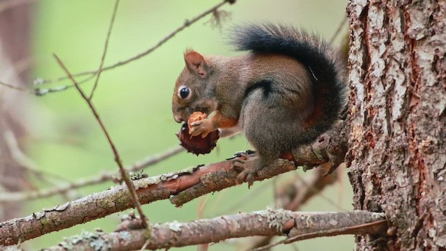 アメリカアカリス - ML646499754