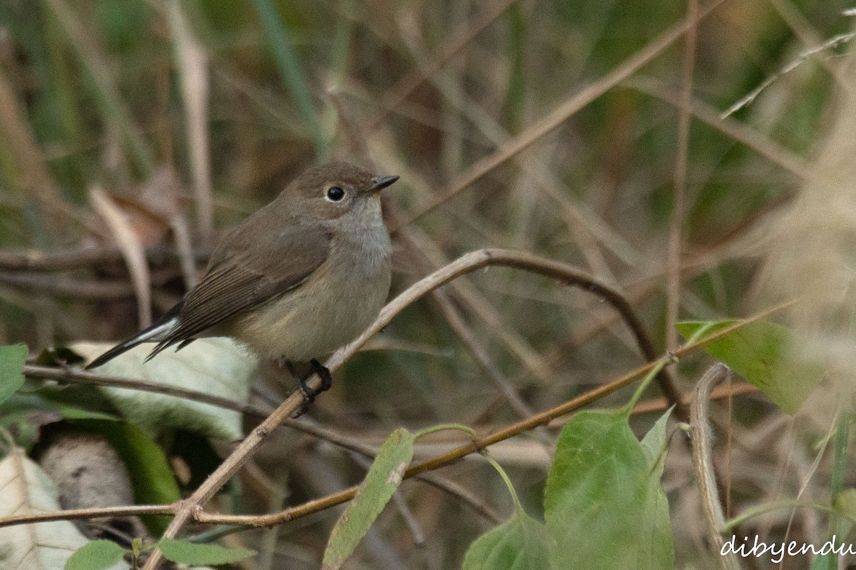 Хурган намнаа - ML646499758