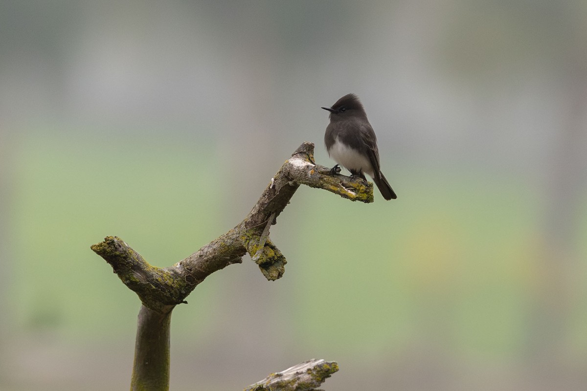 Black Phoebe - ML646499759