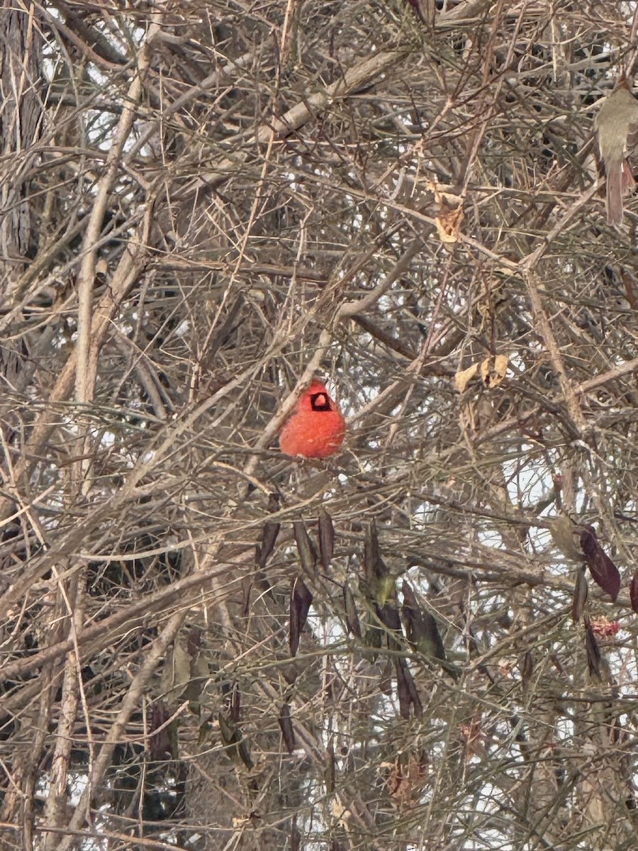 Cardinal rouge - ML646499762