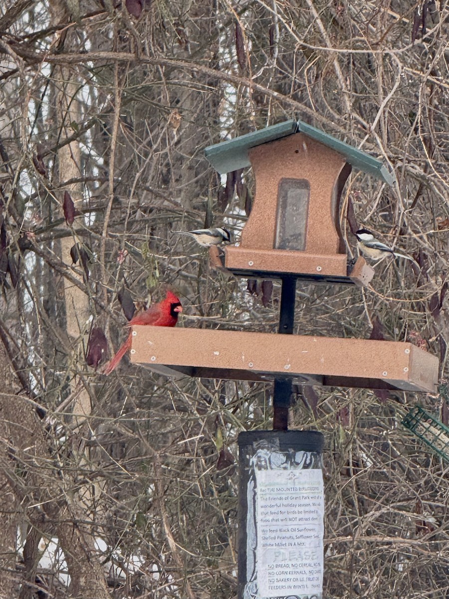 Cardinal rouge - ML646499763