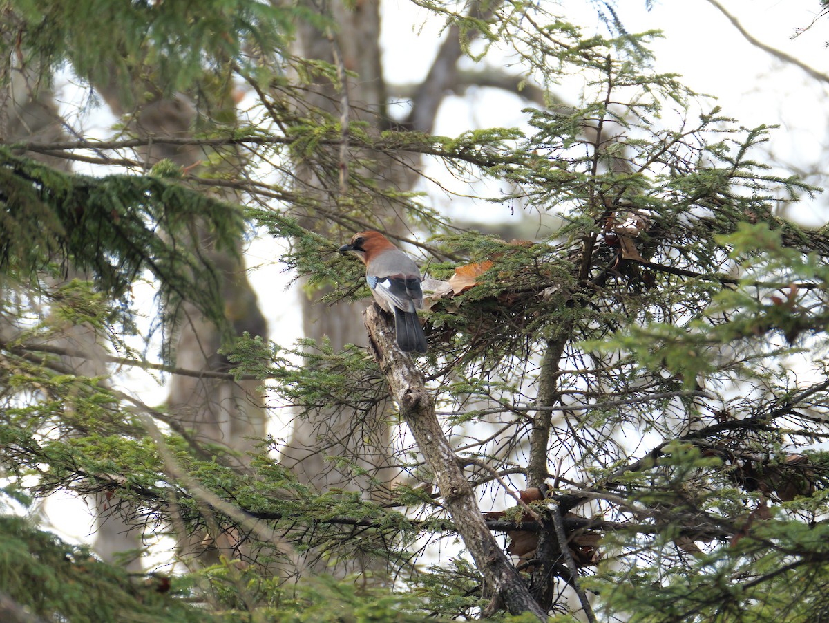 Eurasian Jay (Brandt's) - ML646499764