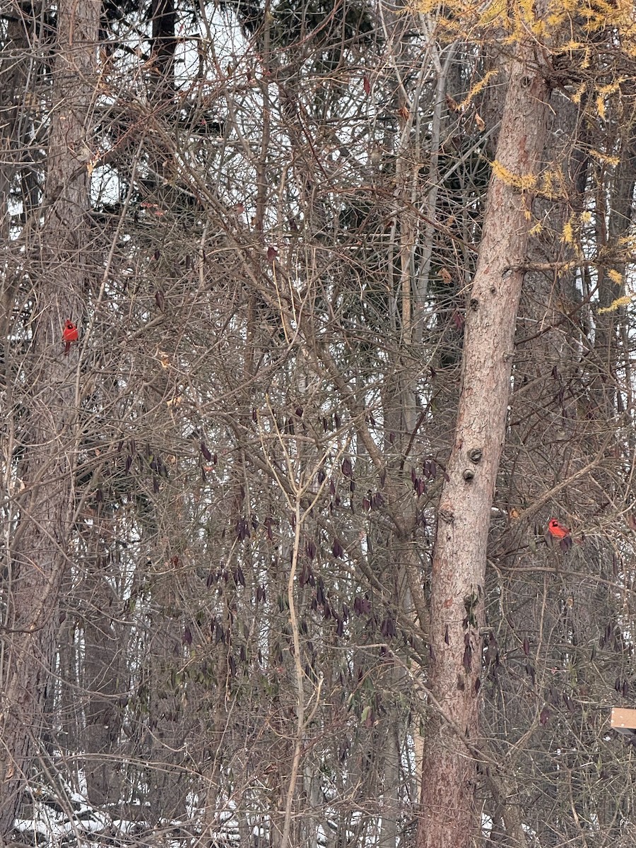 Cardinal rouge - ML646499766