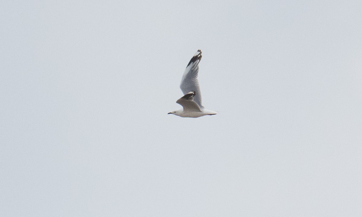 Silver Gull - ML646499770
