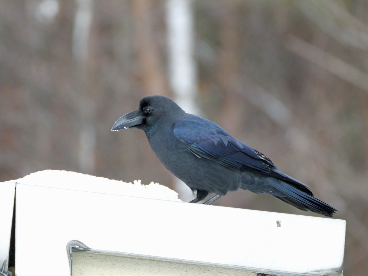 Large-billed Crow - ML646499772