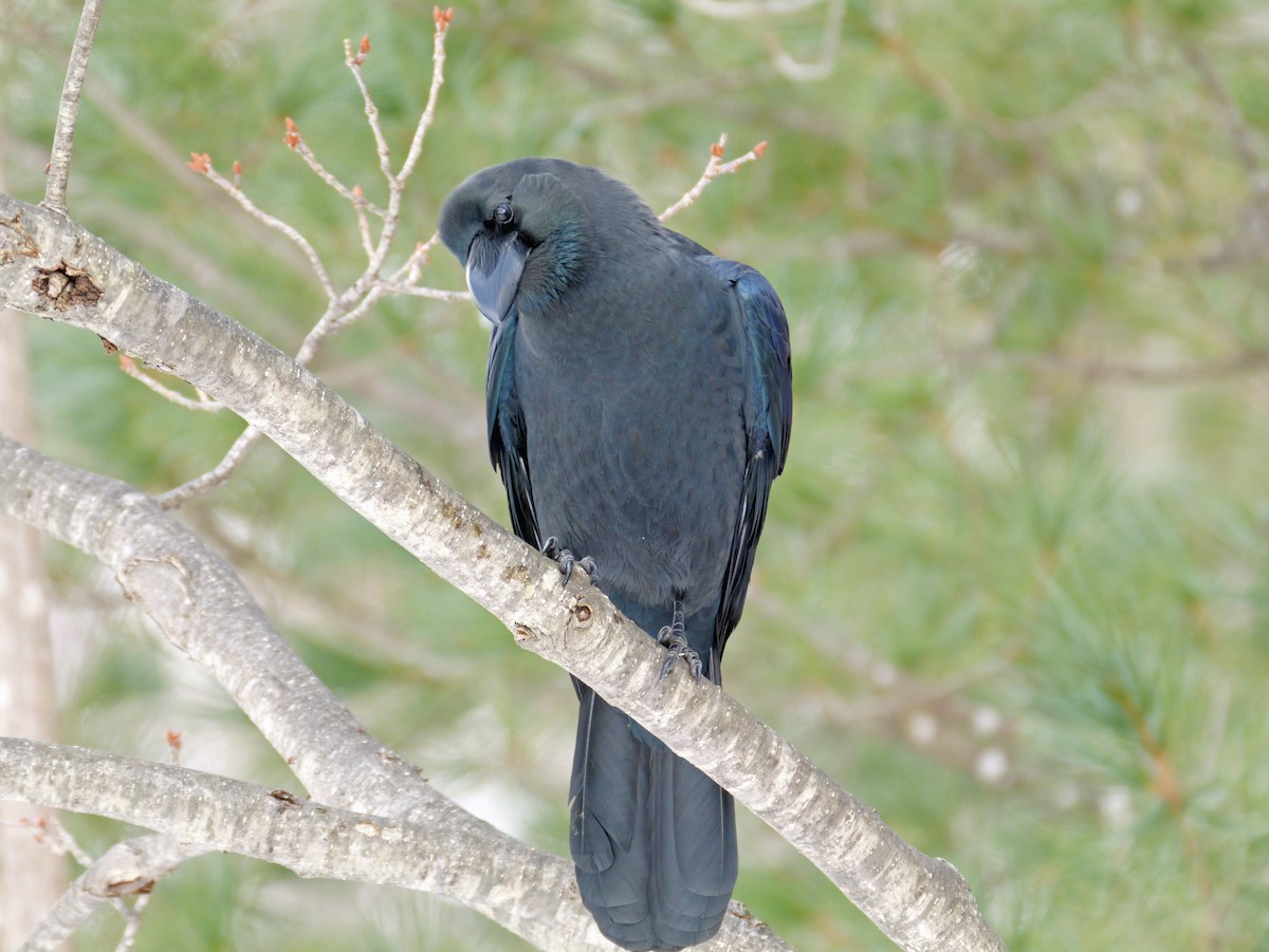 Large-billed Crow - ML646499773