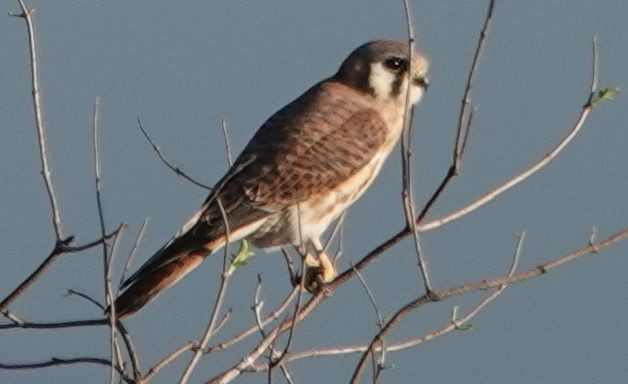 American Kestrel - ML646499774