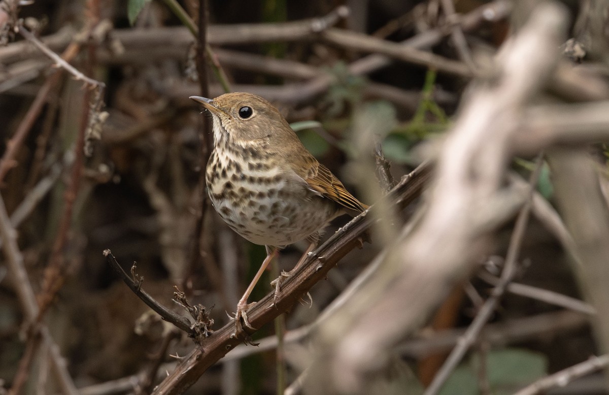 Hermit Thrush - ML646499778