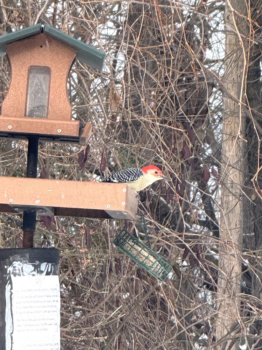 Pic à ventre roux - ML646499780