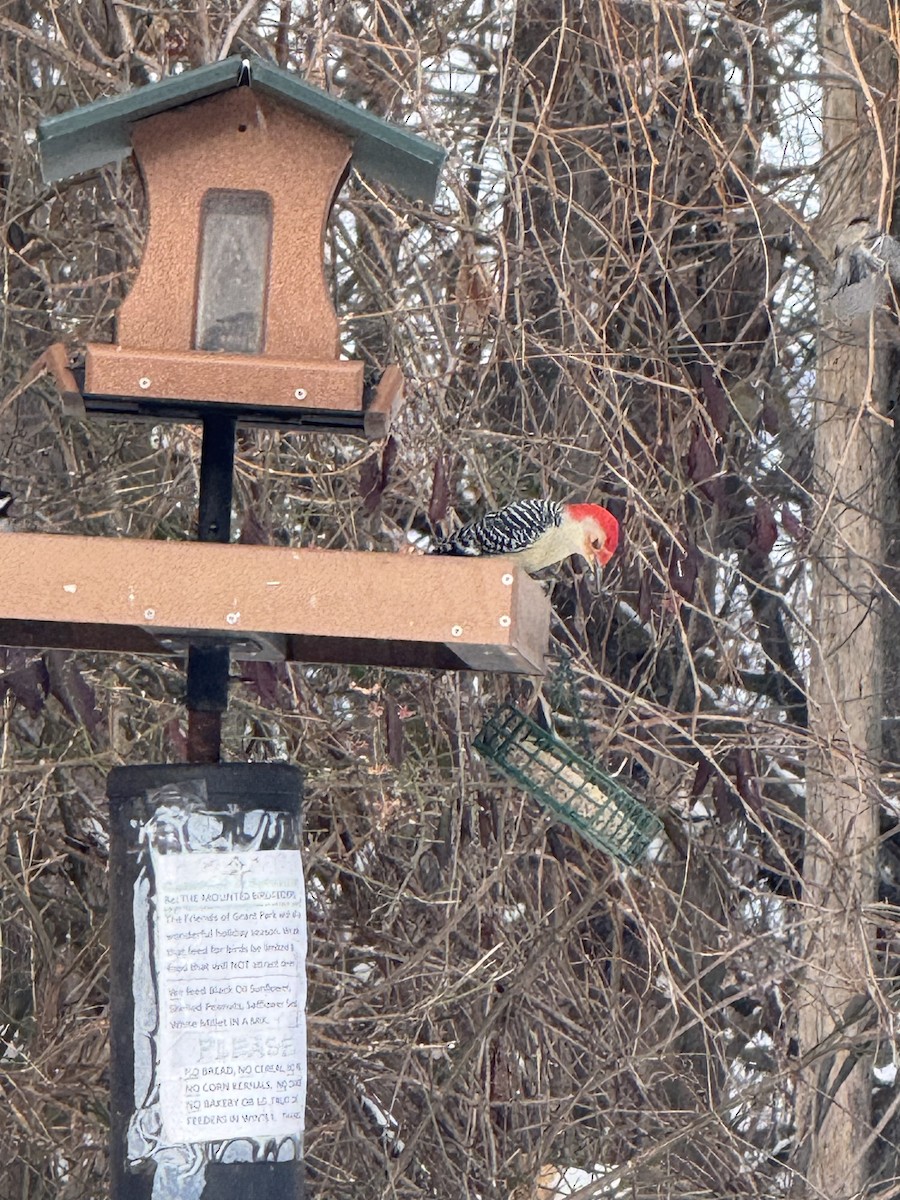 Pic à ventre roux - ML646499781