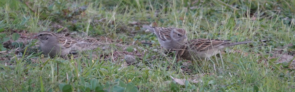 Chipping Sparrow - ML646499782