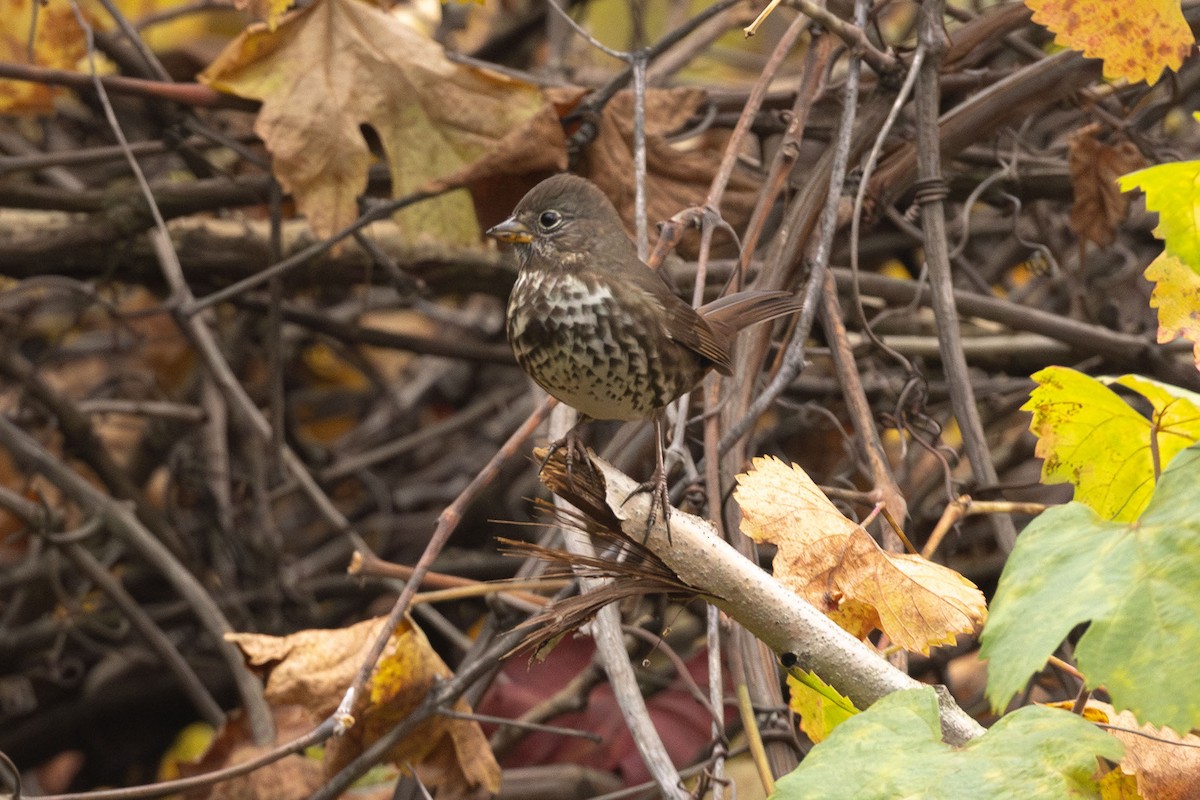 Fox Sparrow (Sooty) - ML646499788