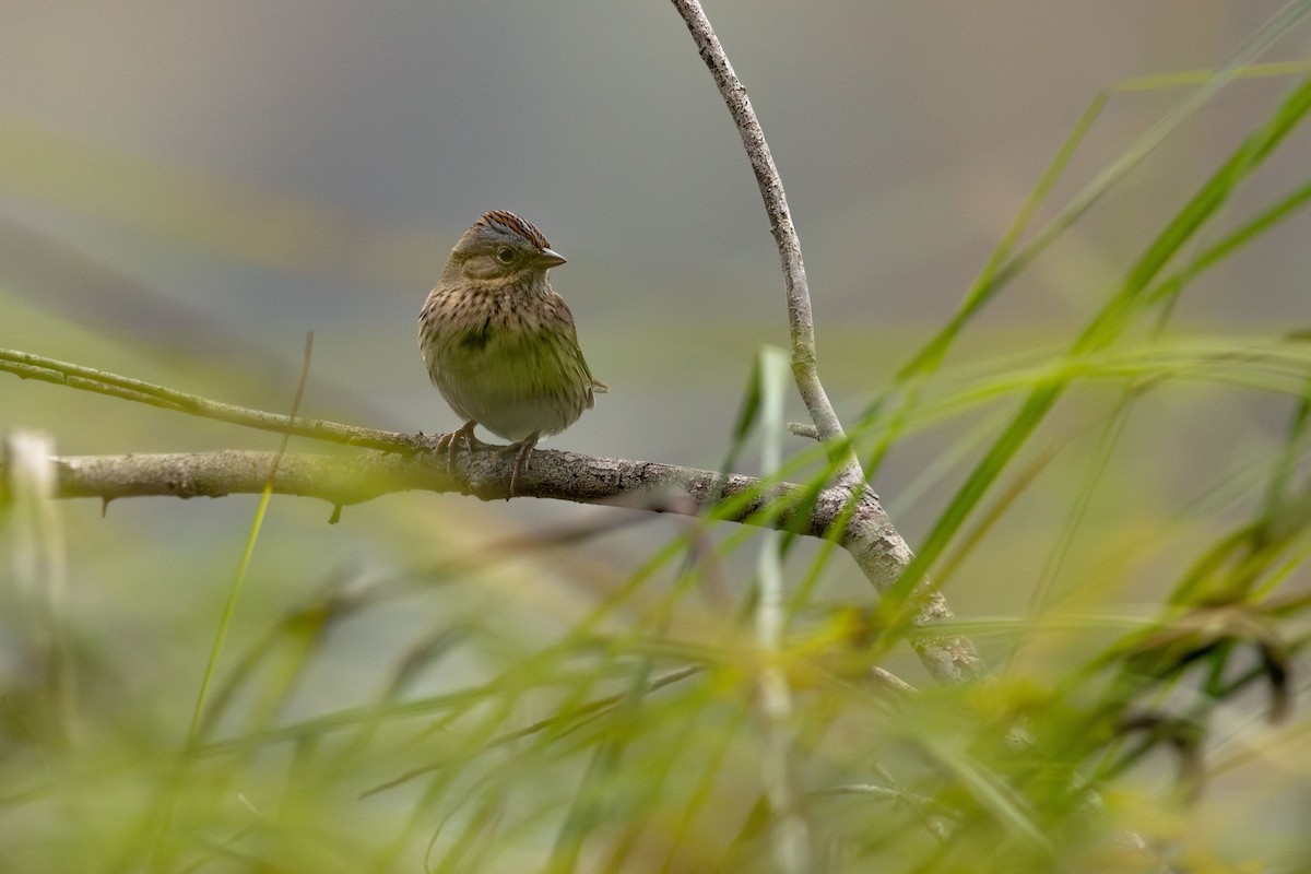 Lincoln's Sparrow - ML646499790