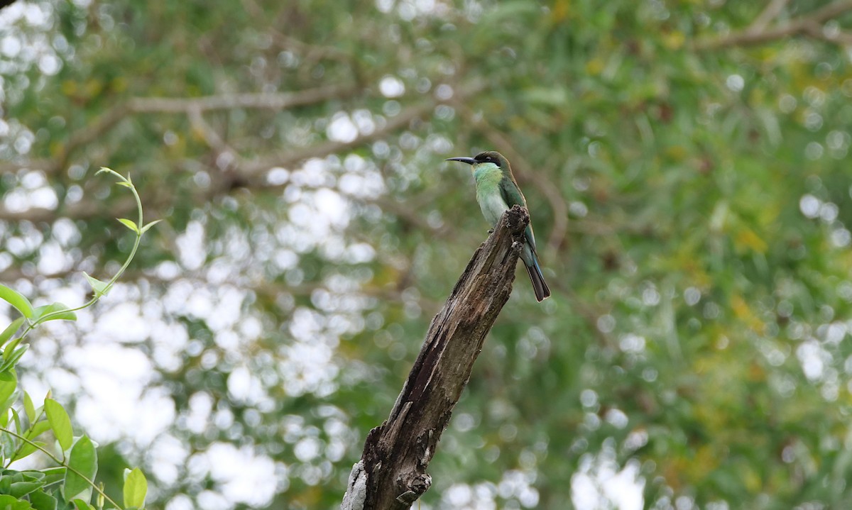 Blue-throated Bee-eater - ML646499792