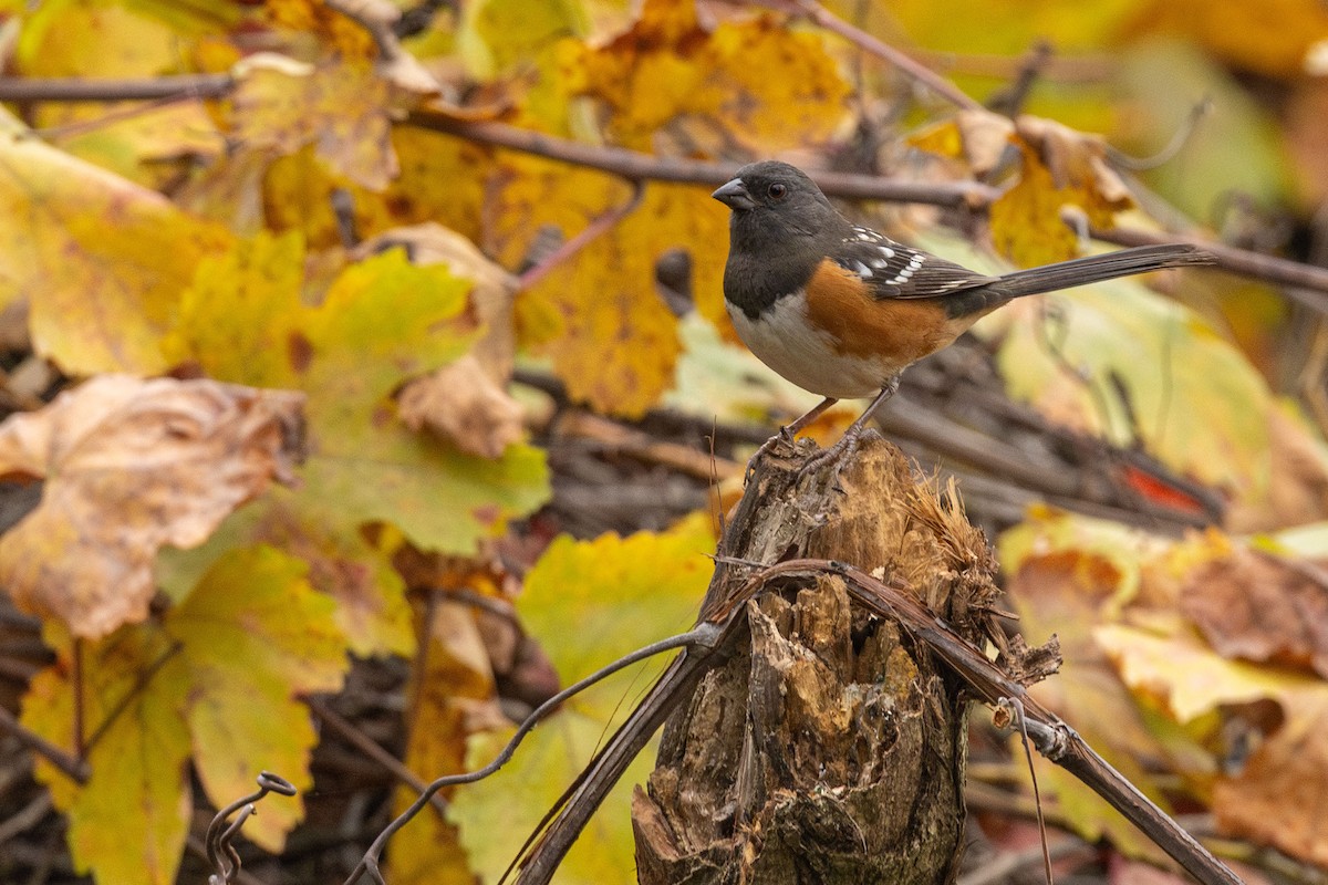 Spotted Towhee - ML646499793