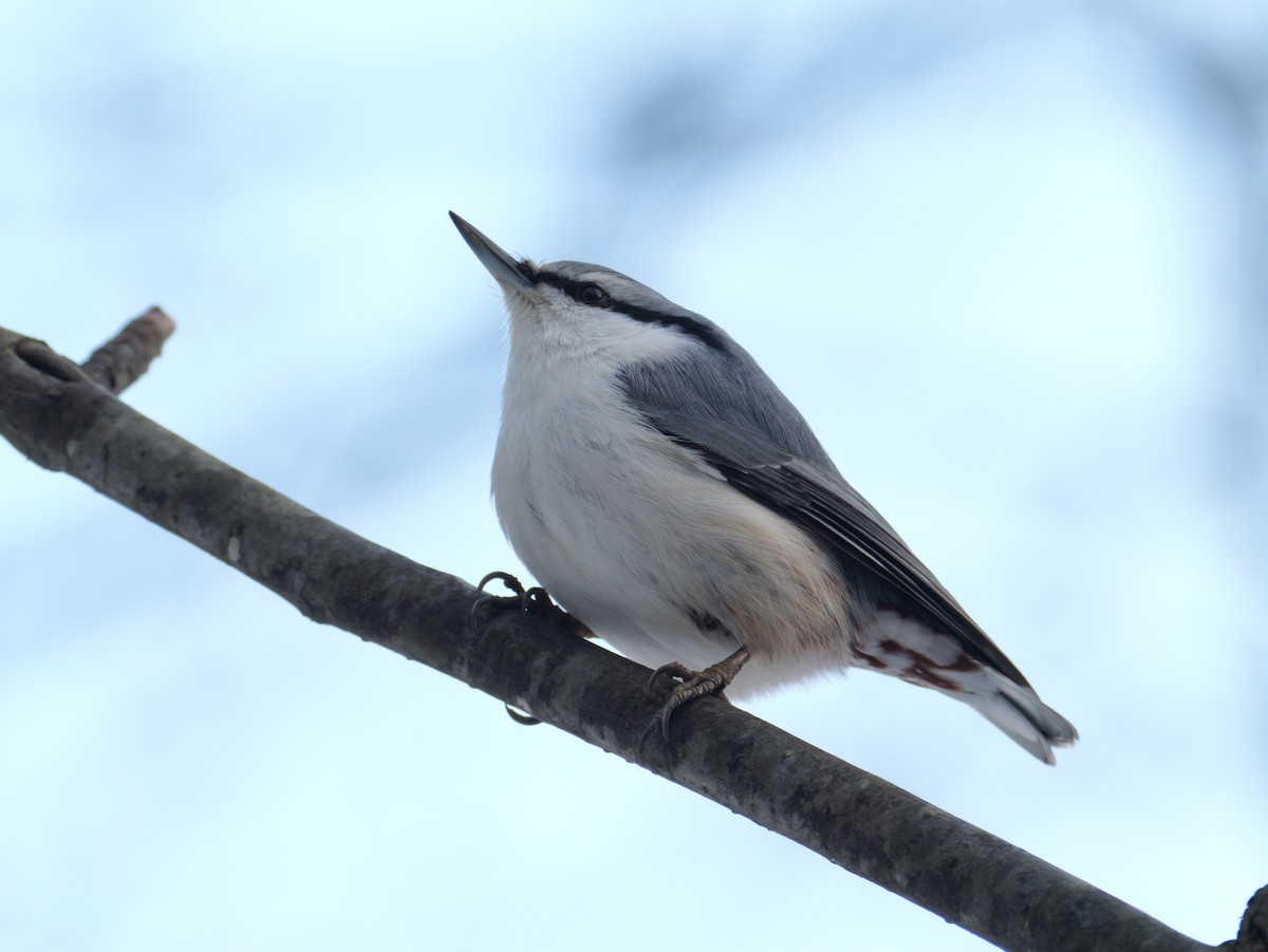 Повзик звичайний - ML646499796