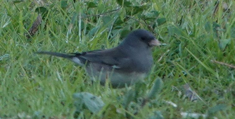 Dark-eyed Junco (Slate-colored) - ML646499798