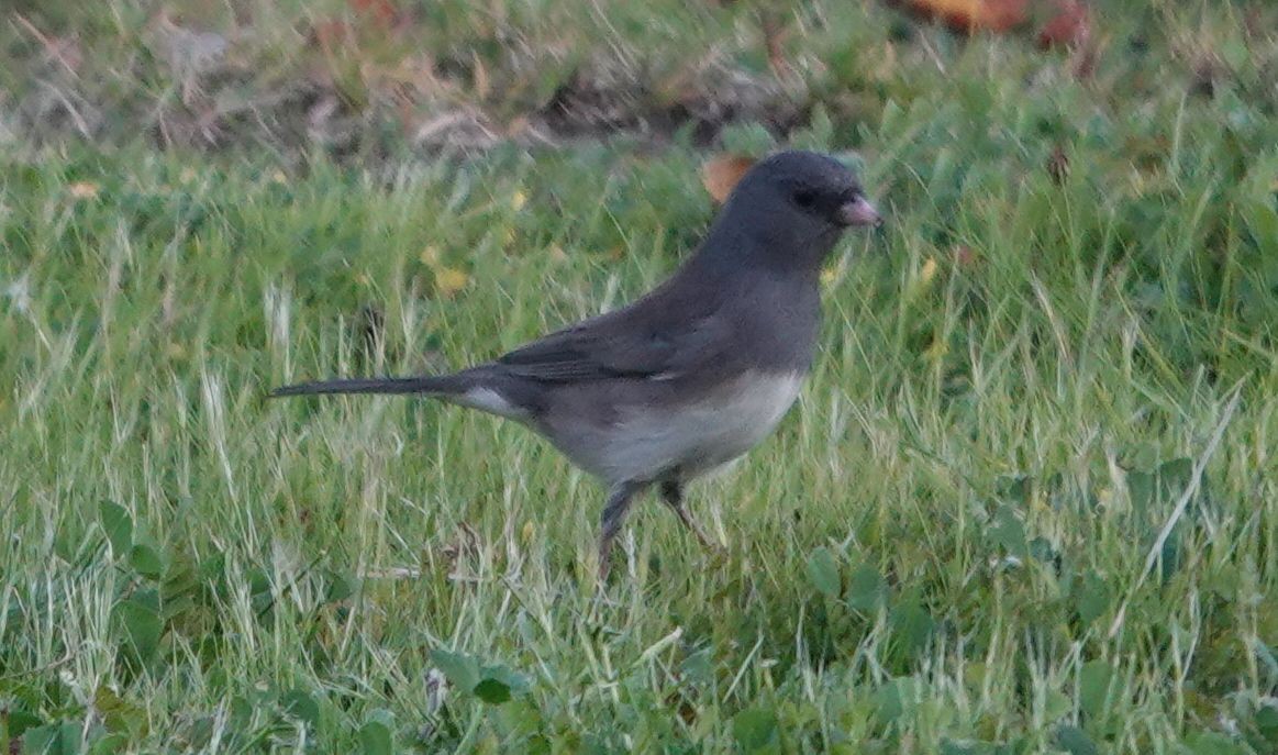 Dark-eyed Junco (Slate-colored) - ML646499799