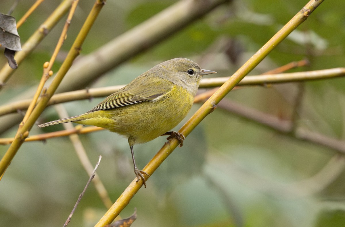 Orange-crowned Warbler - ML646499800