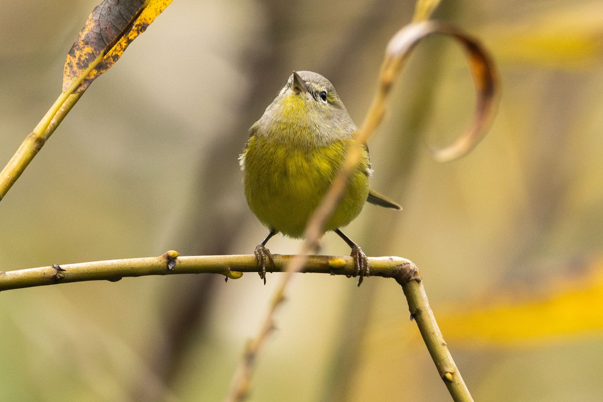 Orange-crowned Warbler - ML646499801