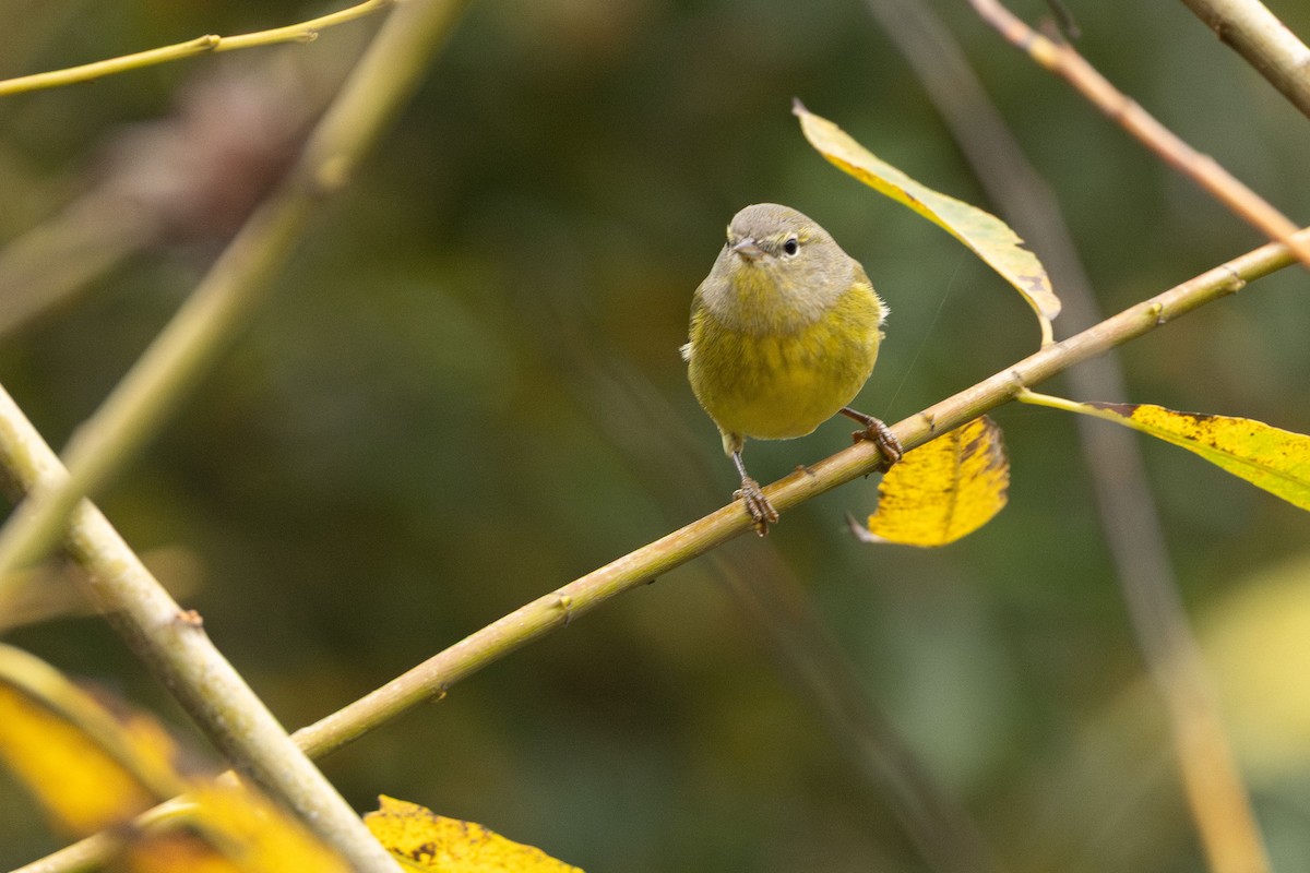 Orange-crowned Warbler - ML646499802