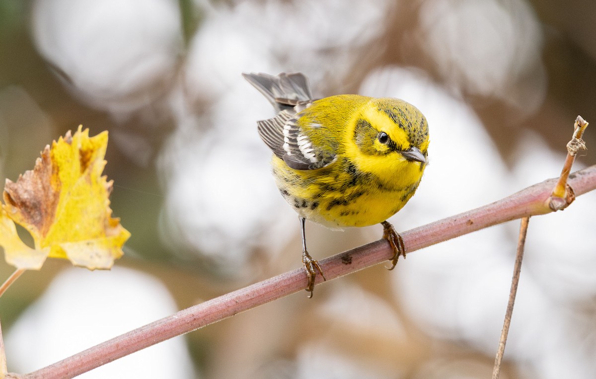 Townsend's Warbler - ML646499803