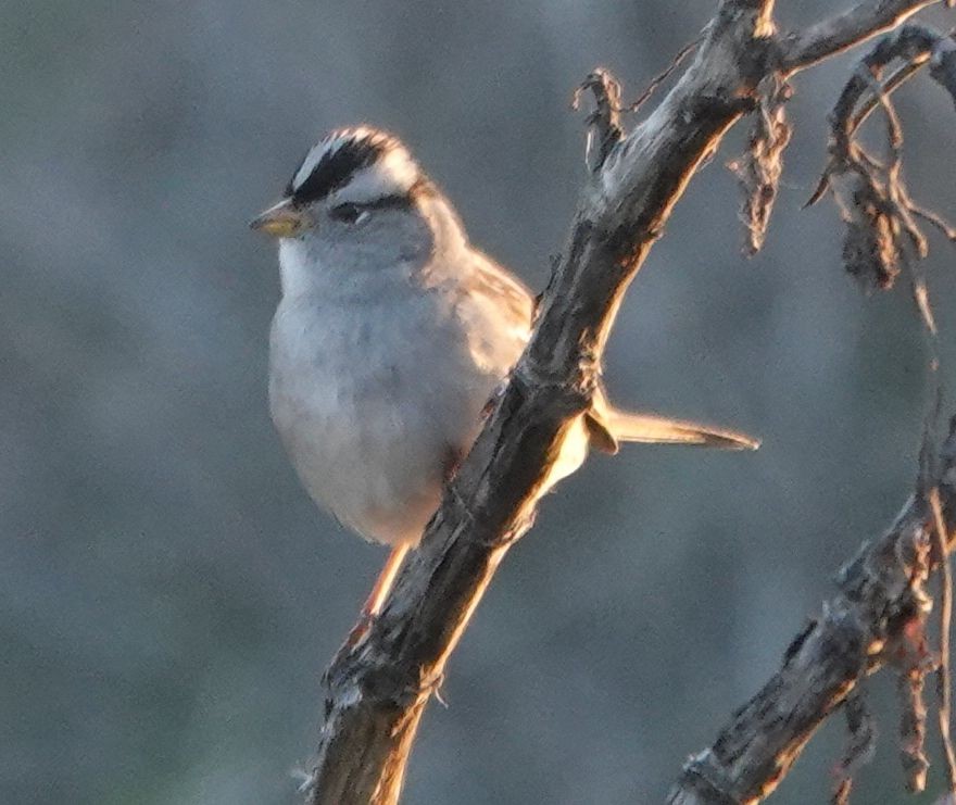 White-crowned Sparrow (Gambel's) - ML646499804