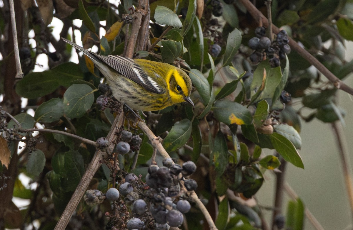 Townsend's Warbler - ML646499805