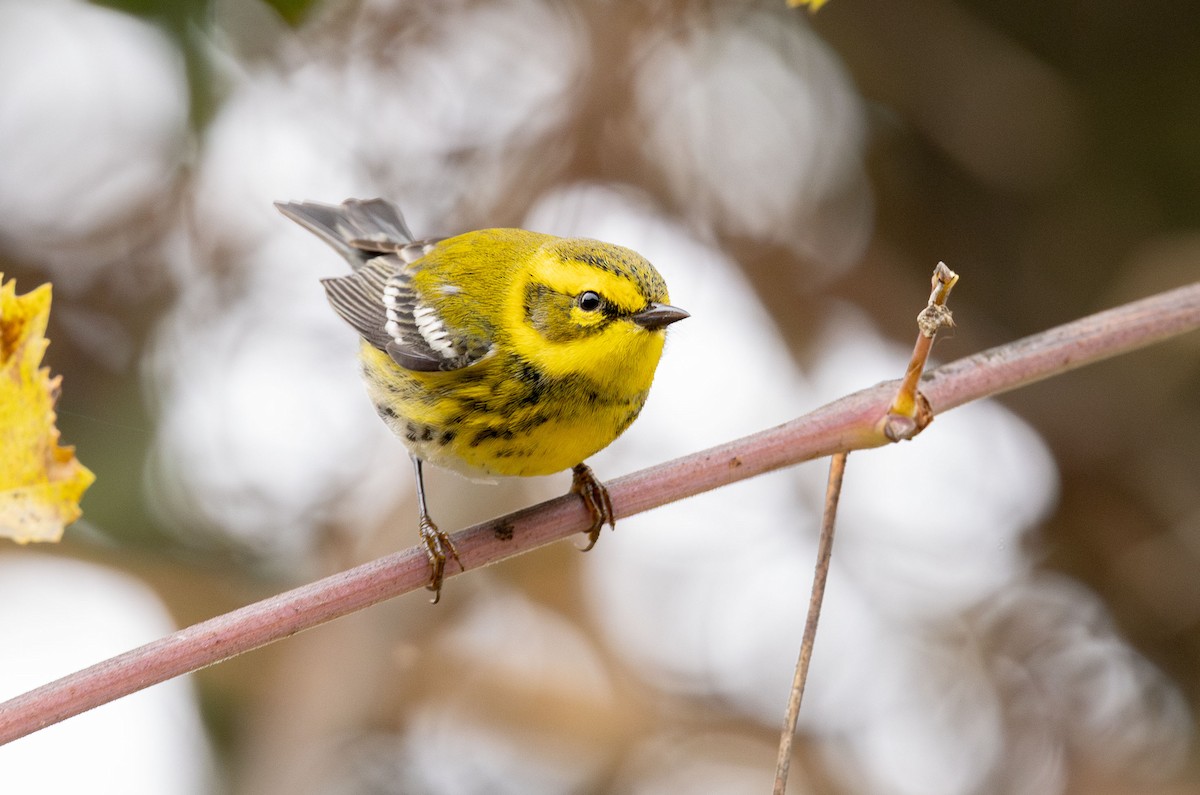 Townsend's Warbler - ML646499806