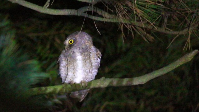 Oriental Scops-Owl - ML646499809