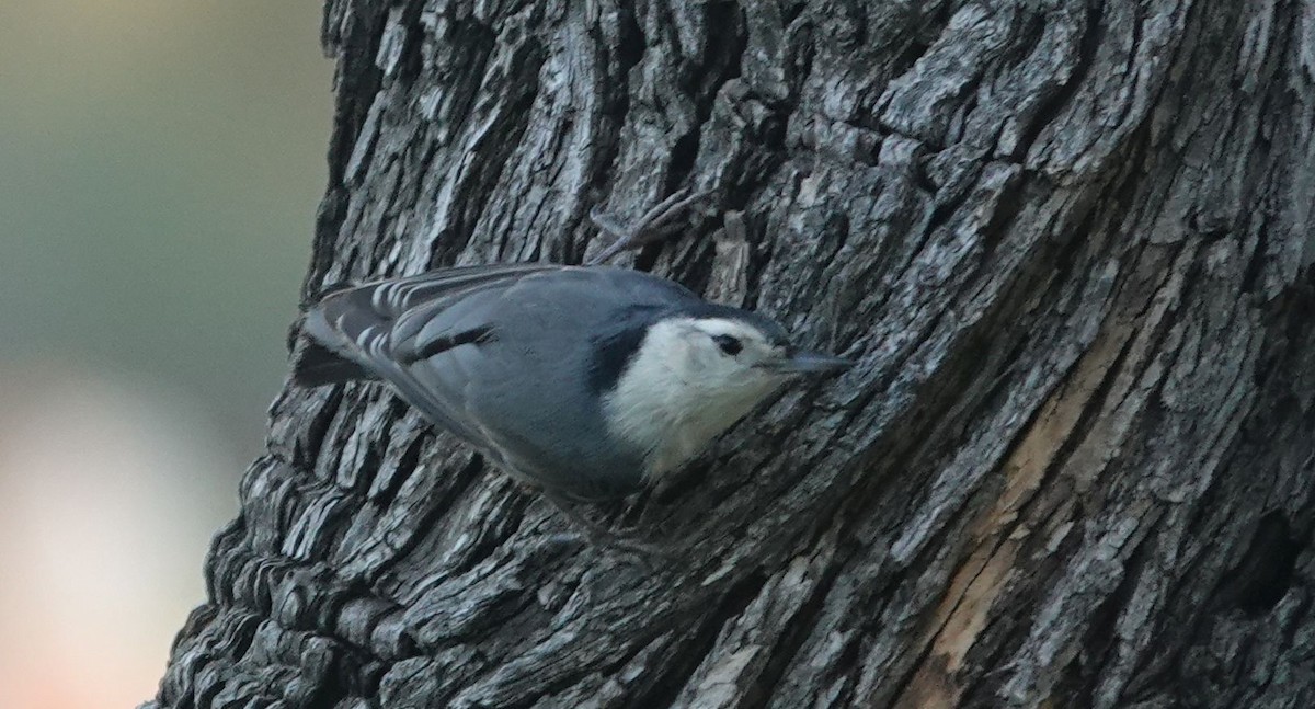 White-breasted Nuthatch (Pacific) - ML646499810