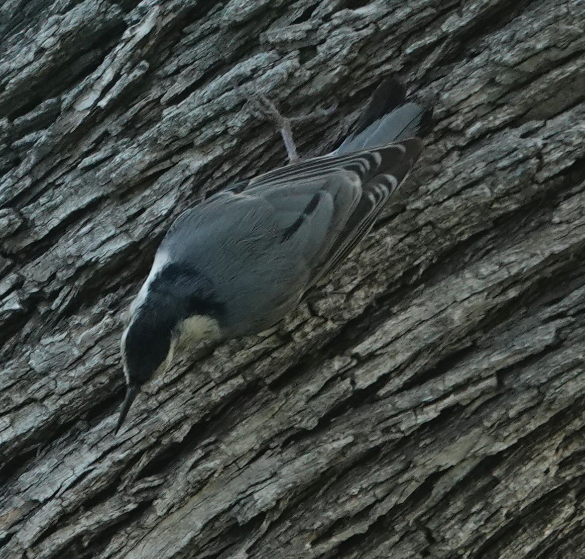 White-breasted Nuthatch (Pacific) - ML646499811
