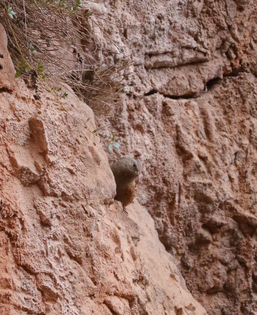 Alpine Accentor - ML646499813