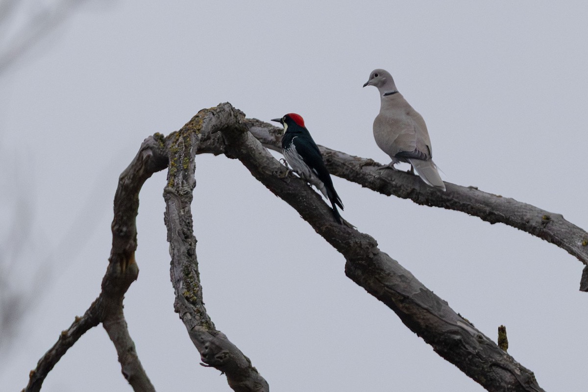Eurasian Collared-Dove - ML646499816