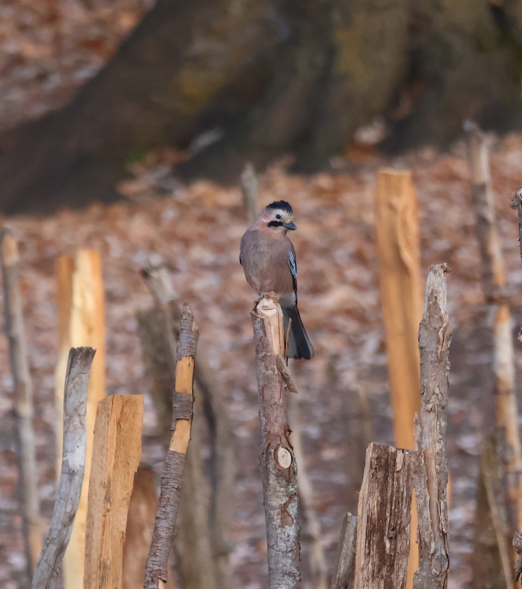 Eurasian Jay - ML646499820