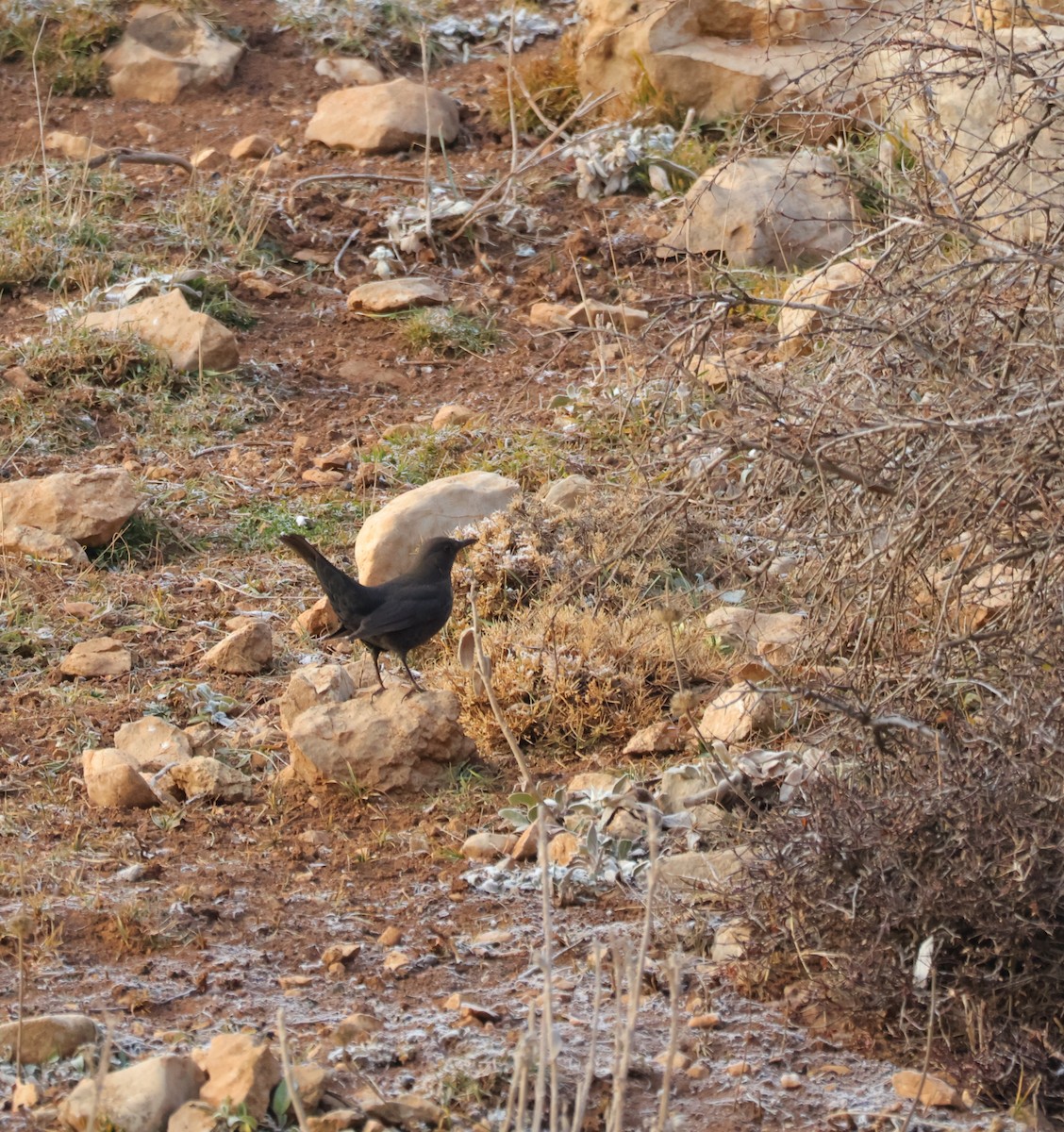 Eurasian Blackbird - ML646499821