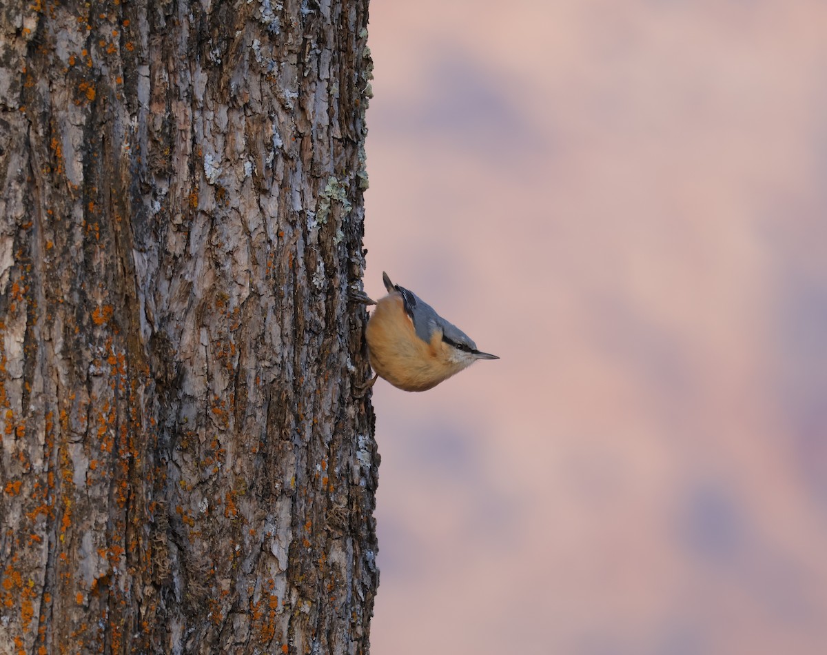 Повзик звичайний - ML646499823