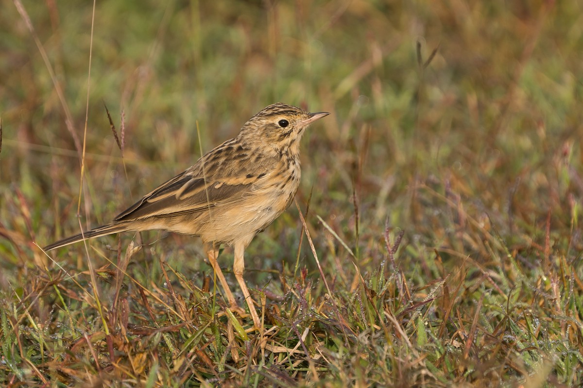 Bisbita Estepario - ML646499825