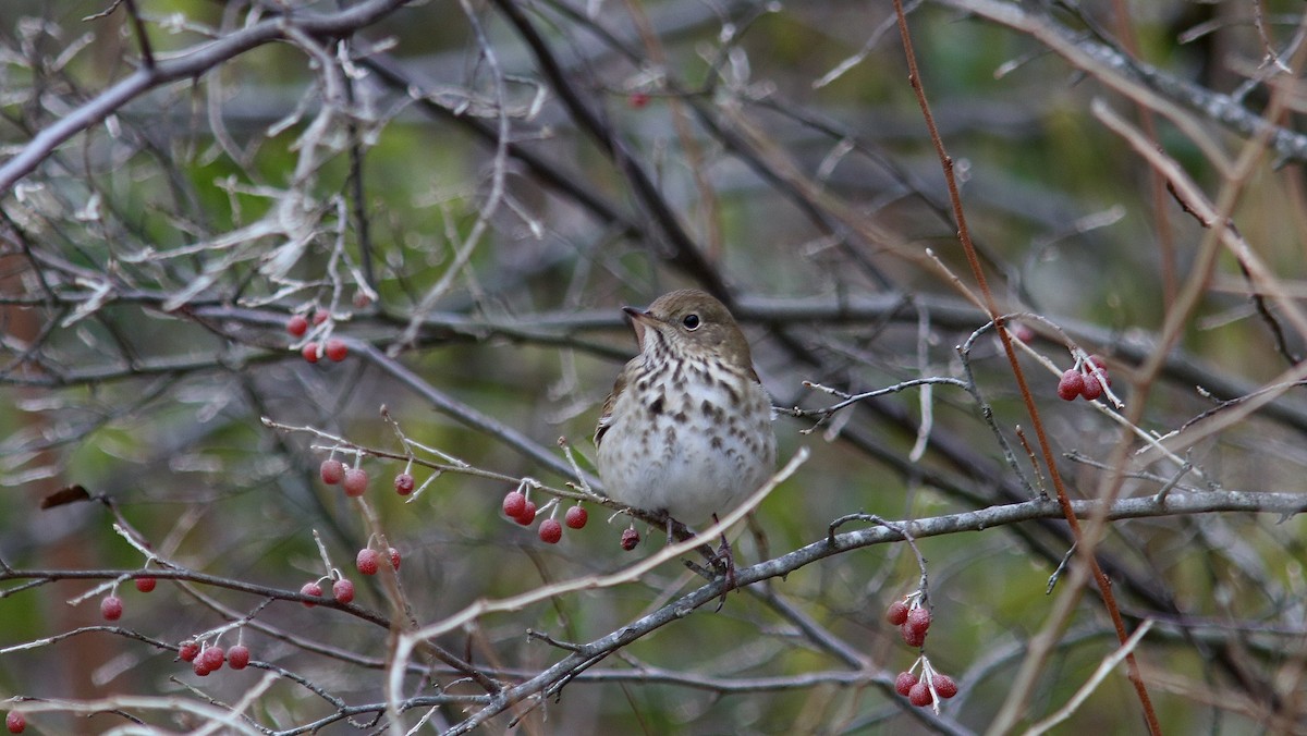 drozd rezavoocasý - ML646499826