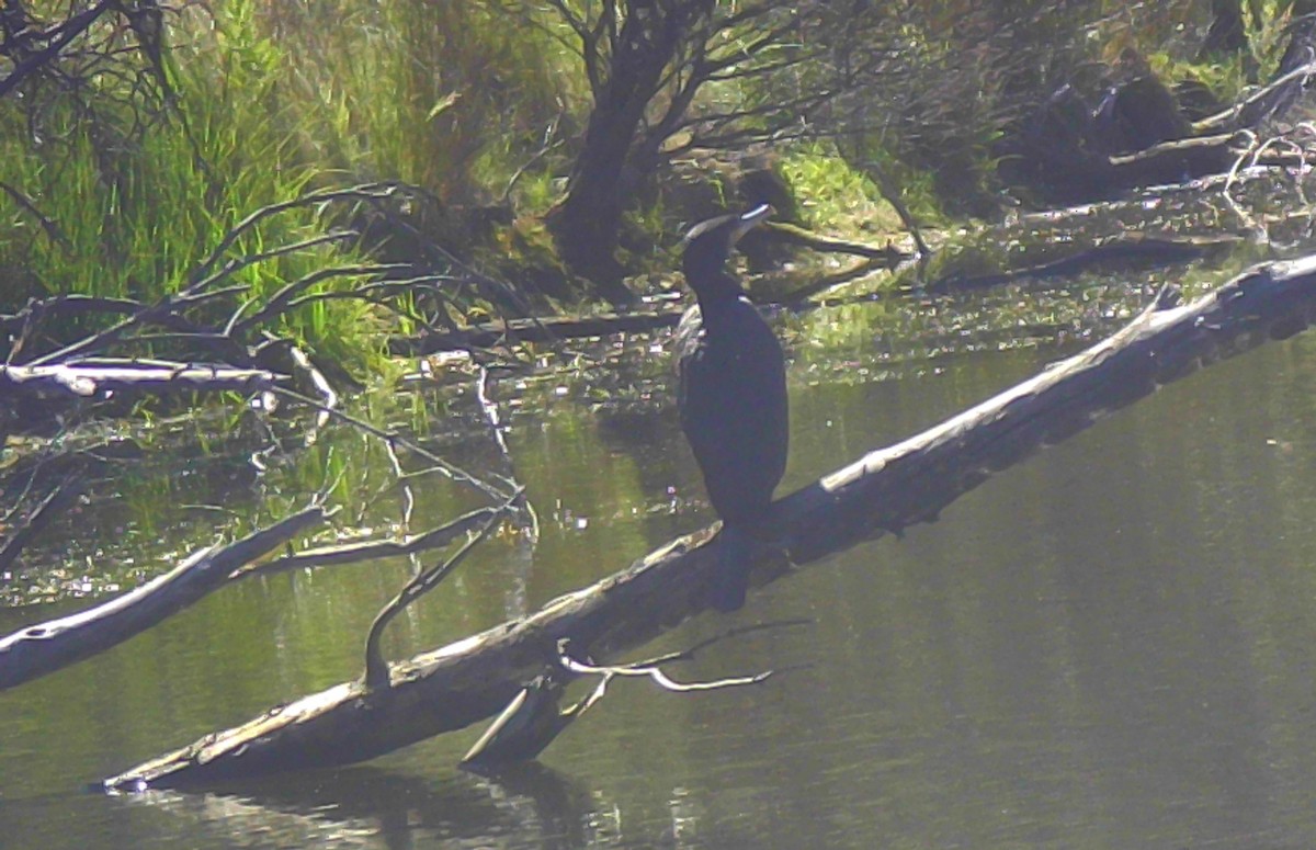 Great Cormorant - ML646499832