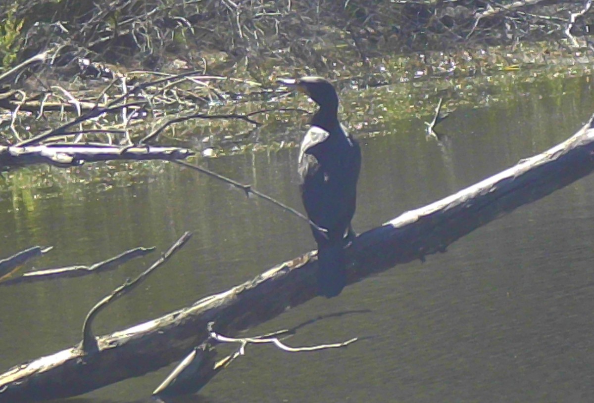 Great Cormorant - ML646499834