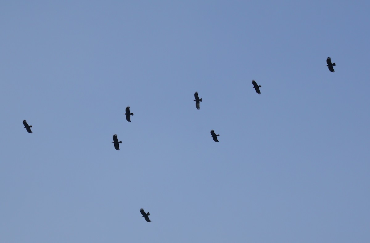 Red-billed Chough - ML646499838