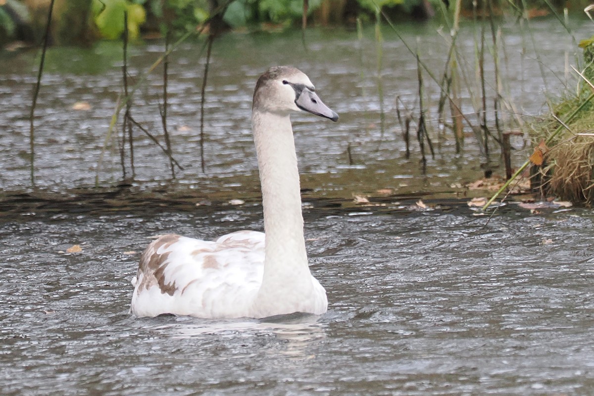 Лебідь-шипун - ML646499839
