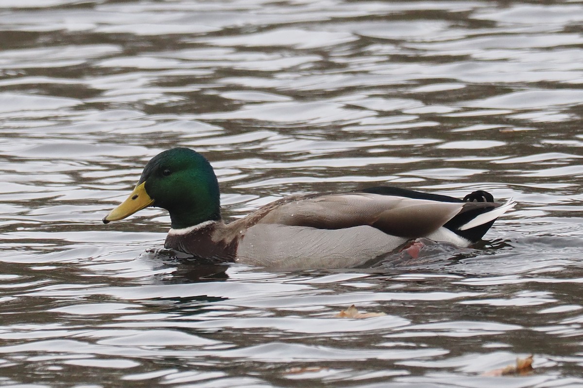 stokkand - ML646499842