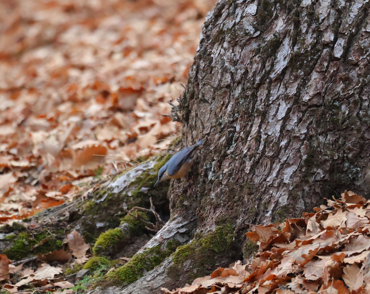 Повзик звичайний - ML646499844