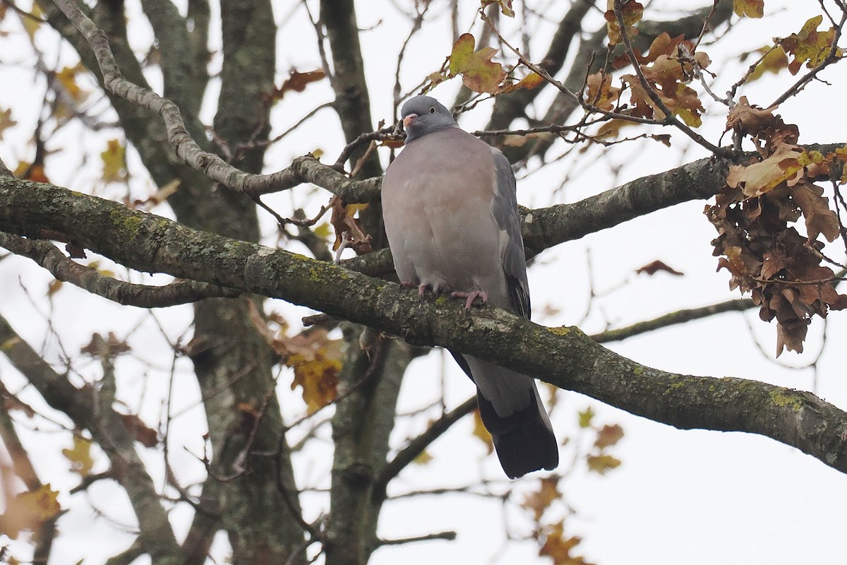 ringdue - ML646499845