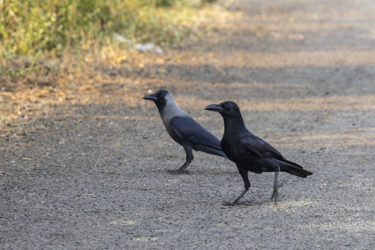 Large-billed Crow - ML646499848
