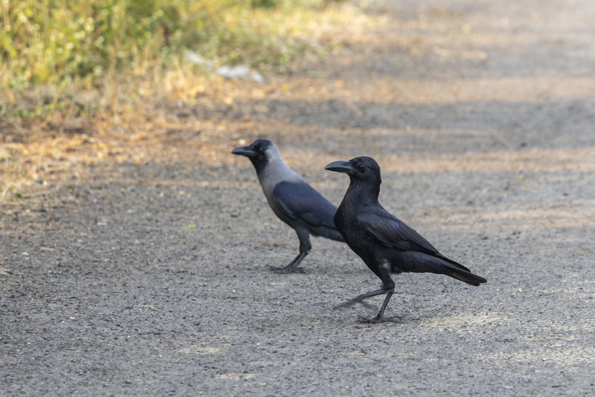 Large-billed Crow - ML646499849