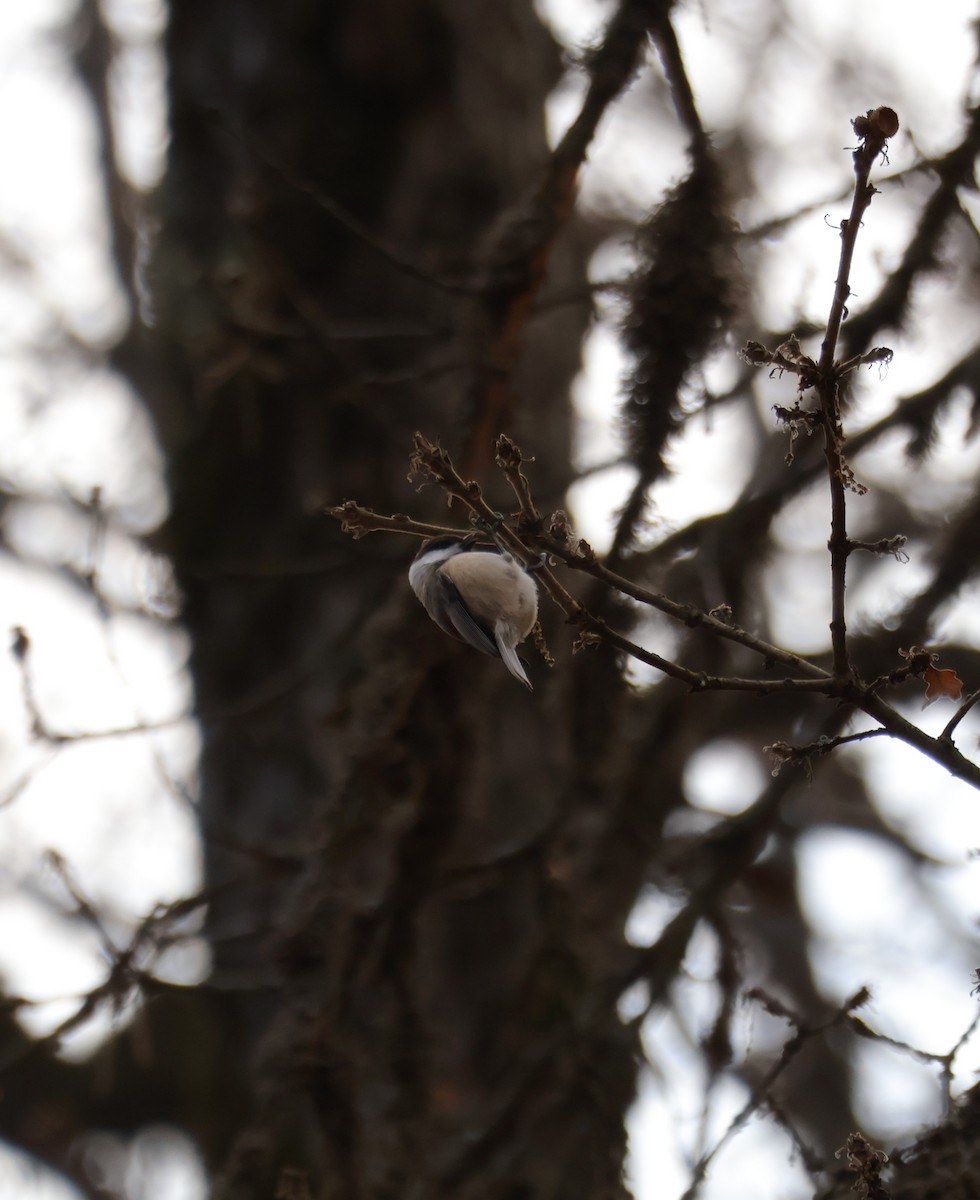 Caspian Tit - ML646499858