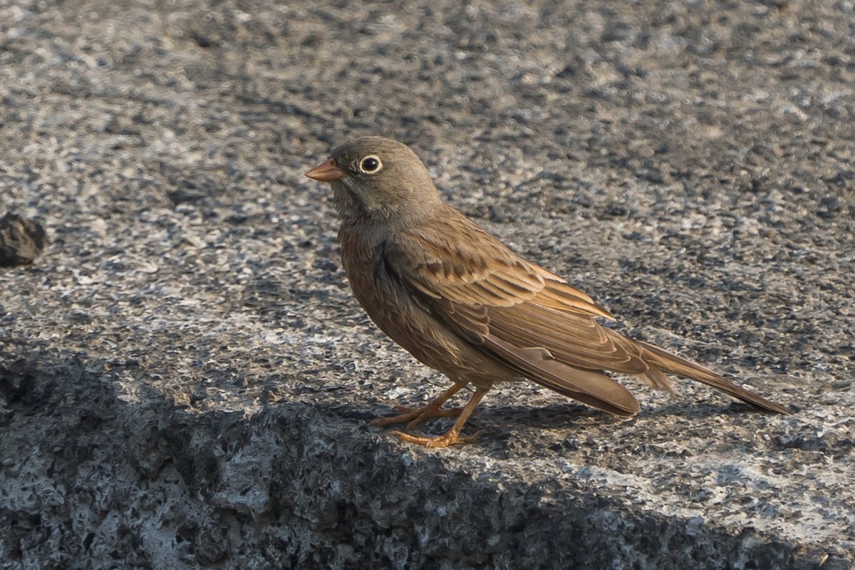 Escribano Cabecigrís - ML646499862